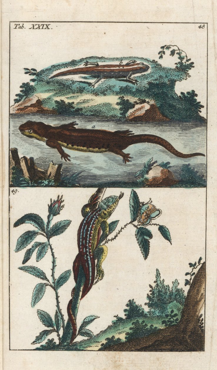 Glatter oder gewöhnlicher Molch und Sand-Eidechse - Starkes Wasser von Gottlieb Tobias Wilhelm (1758-1811), aus Enzyklopädie der Naturgeschichte: Amphibien von Unbekannter Künstler