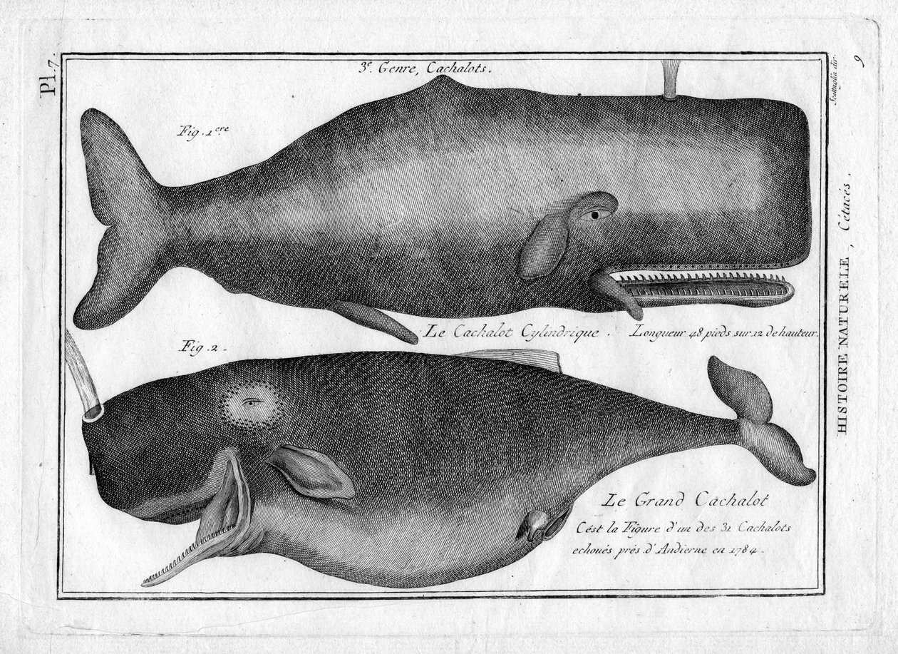 Pottwale in „Encyclopédie Méthodique des trois Règnes de la Nature“ von Pierre Joseph Bonnaterre (1762-1804). Paris 1784 von Unbekannter Künstler