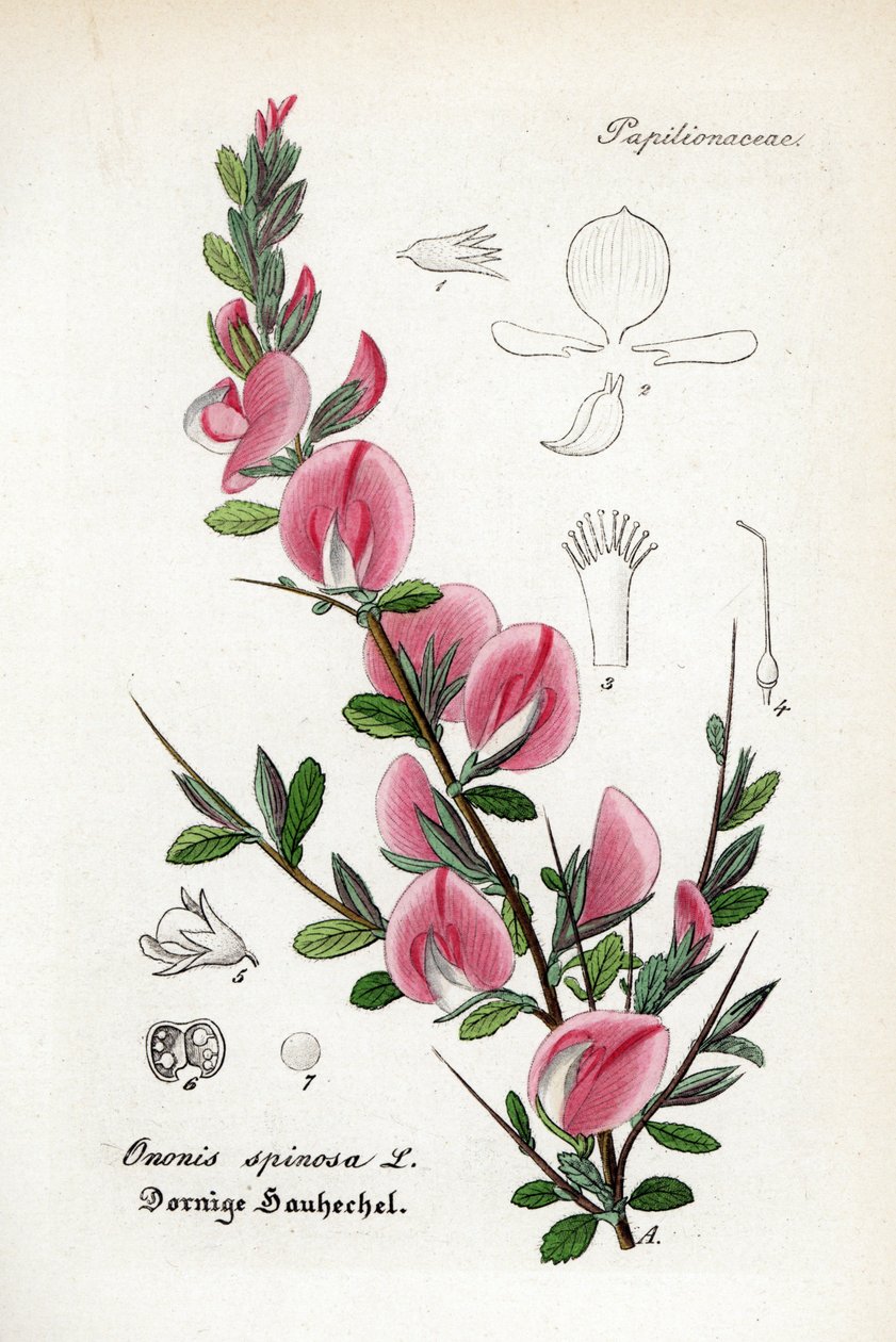 Dornige Hauhechel, Ononis spinosa. Handkolorierter Kupferstich aus Dr. Willibald Artus