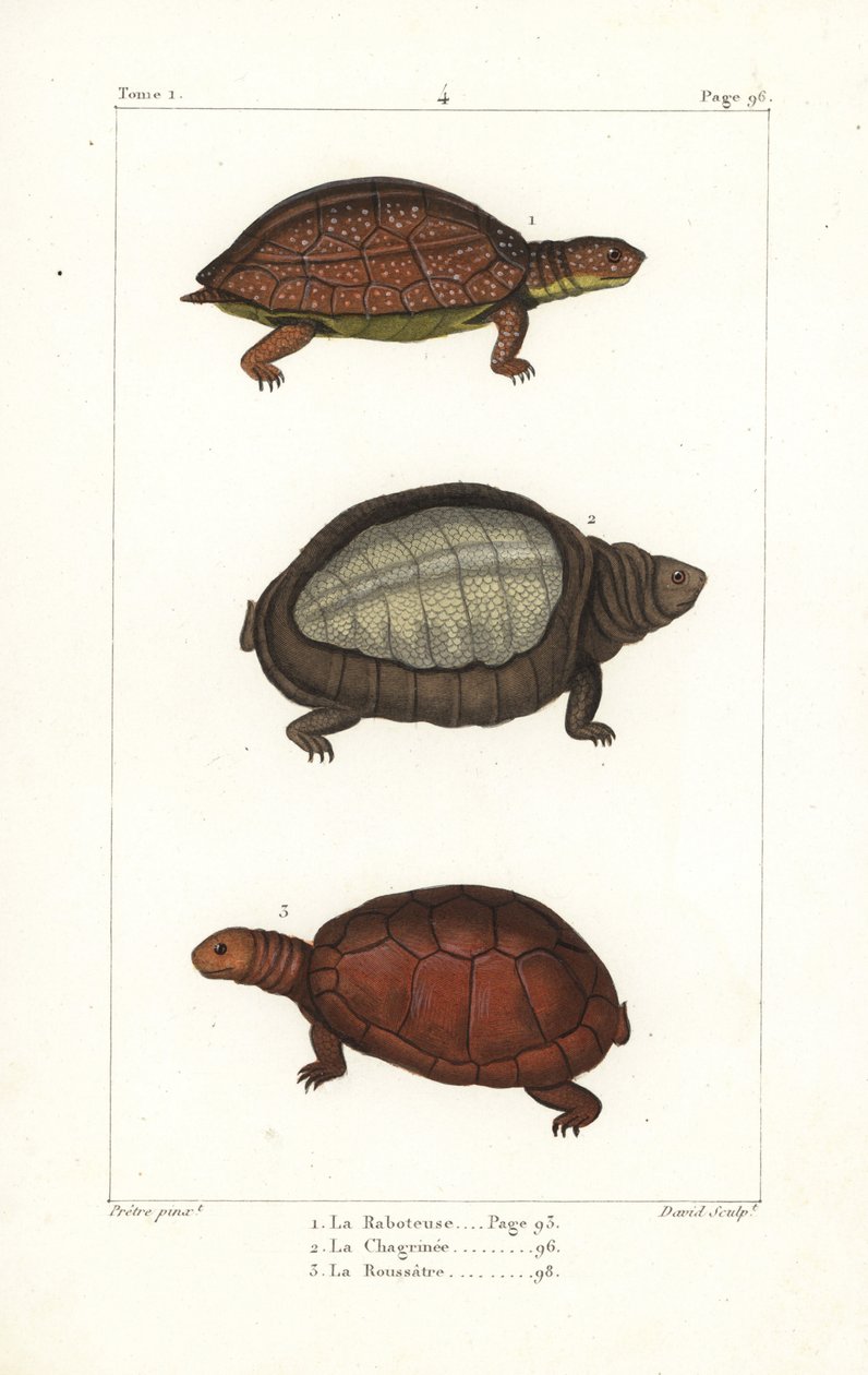 Gefleckte Schildkröte, Rhinoclemmys punctularia 1, indische Klappbrustschildkröte, Lyssemys punctata 2, und nordafrikanische Helmschildkröte, Pelomedusa subrufa olivacea. Handkolorierter Kupferstich von David nach einer Illustration von Jean-Gabriel Pretre von Unbekannter Künstler