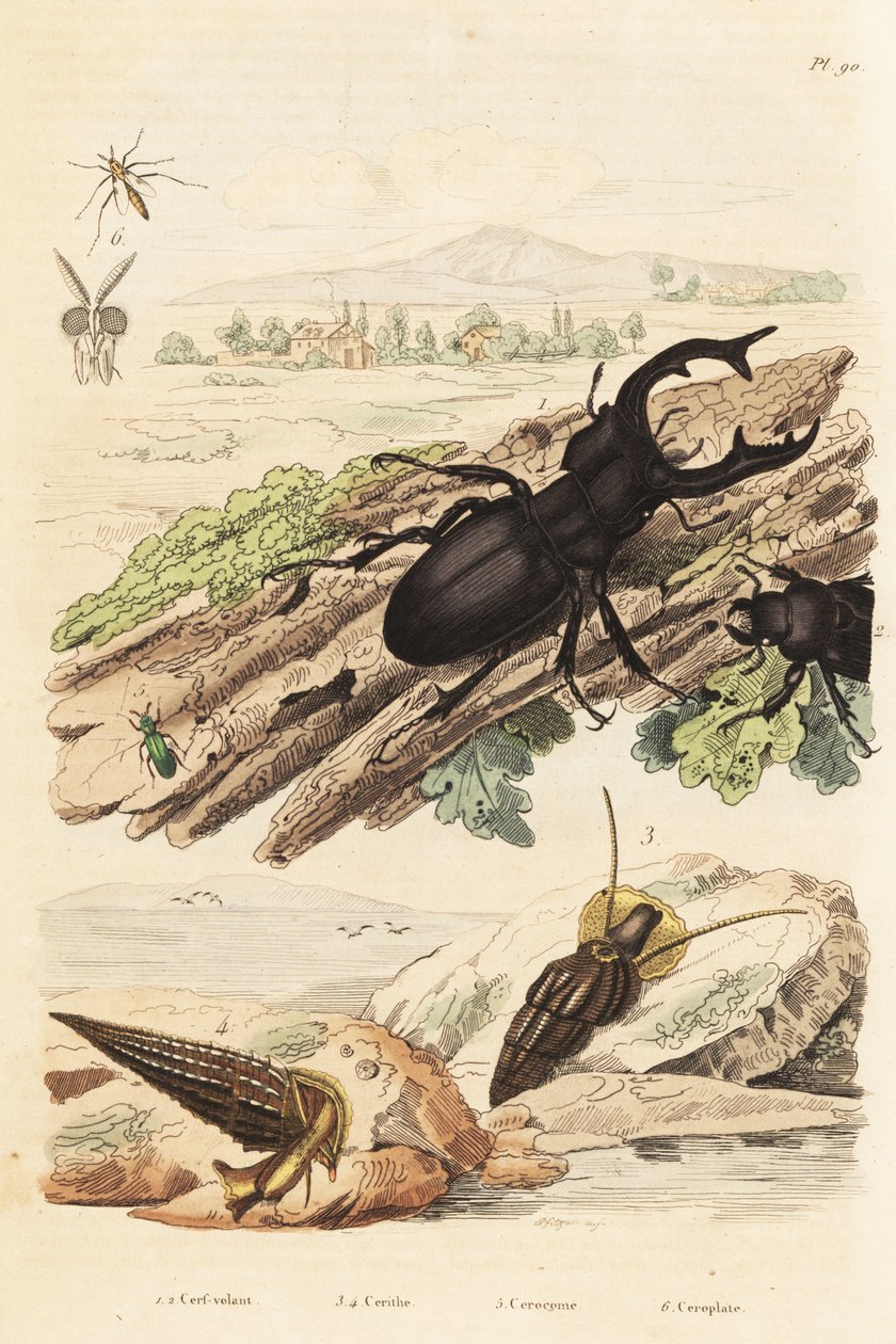 Hirschkäfer, Lucanus cervus 1, Cerithium sulcatum und Rhinoclavis aspera Mollusken 3,4, Cerocoma elateroides 5 und Keroplatus tipuloides Wespe 6 von Unbekannt
