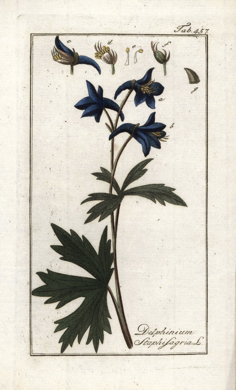 Stephanskraut (Delphinium staphisagria). Lithographie aus „Afbeelding der Artseny-Gewassen“ von Johannes Zorn (1739-1799), Niederlande von Unbekannter Künstler