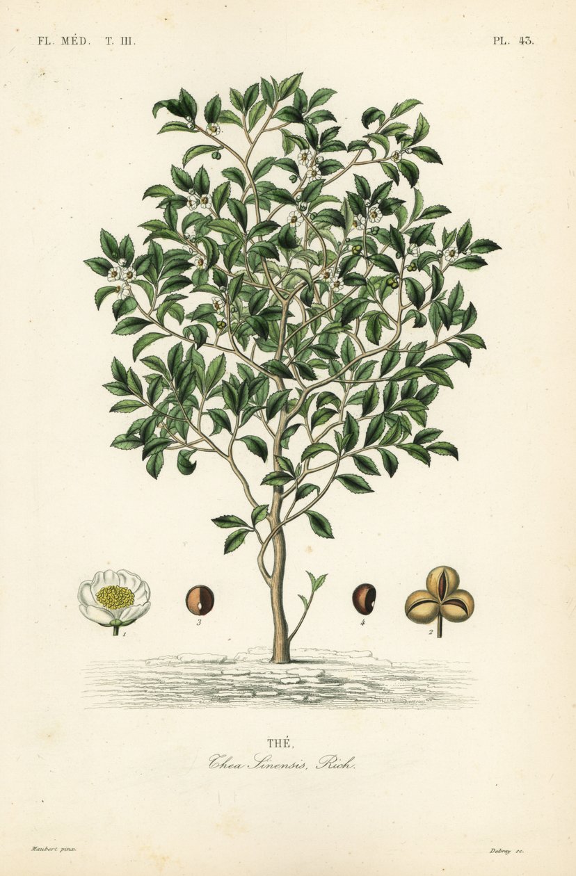 Teebaum oder Teepflanze, Camellia sinensis, Thea sinensis von Unbekannt