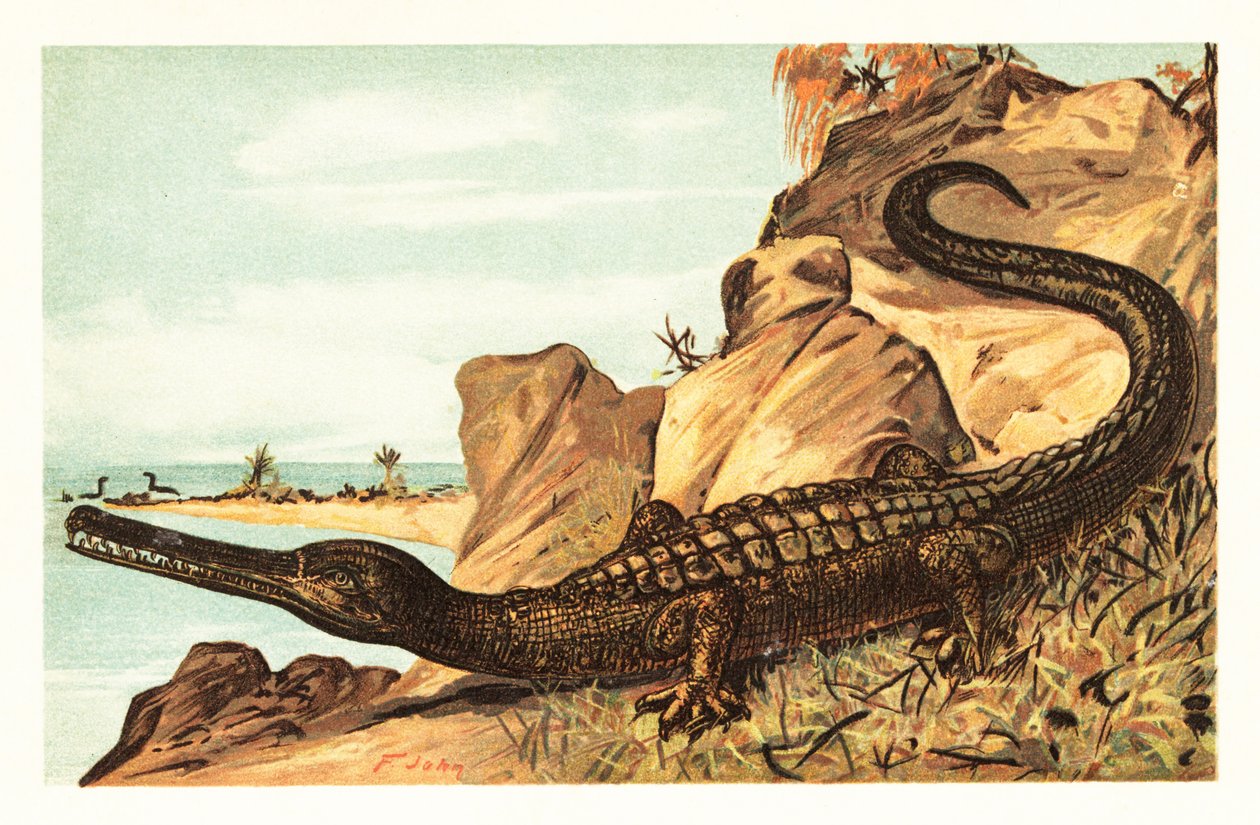 Teleosaurus cadomensis, ausgestorbene Art von Meereskrokodilen. 1908 (Lithografie) von Unbekannter Künstler