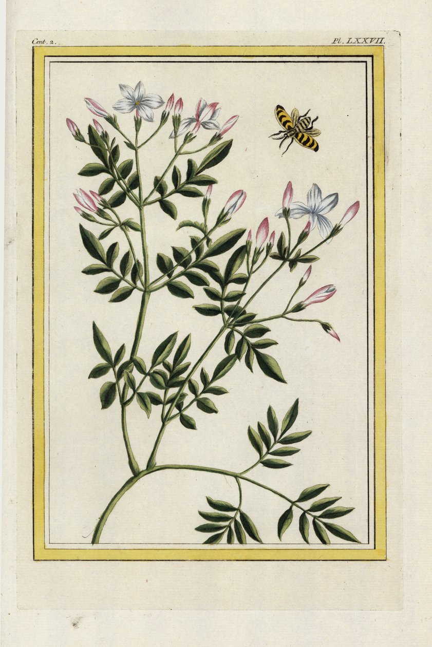 Der Spanische Jasmin. Spanischer Jasmin, Jasminum grandiflorum. Handkolorierte Radierung aus Pierre Joseph Buchoz