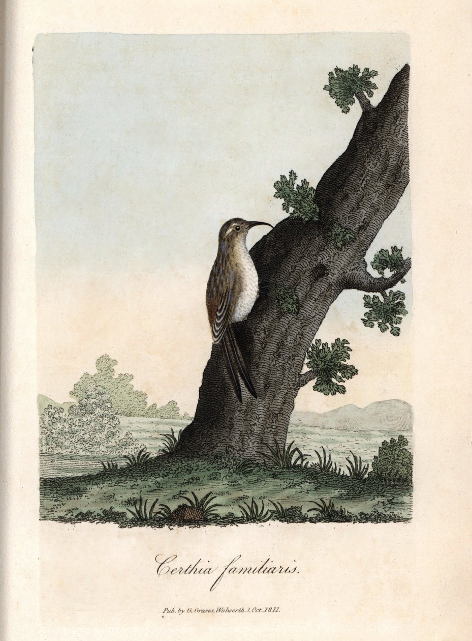 Der Kletterer der Wälder. Farbige Kupferstich von George Graves in British Ornithology von Unbekannter Künstler