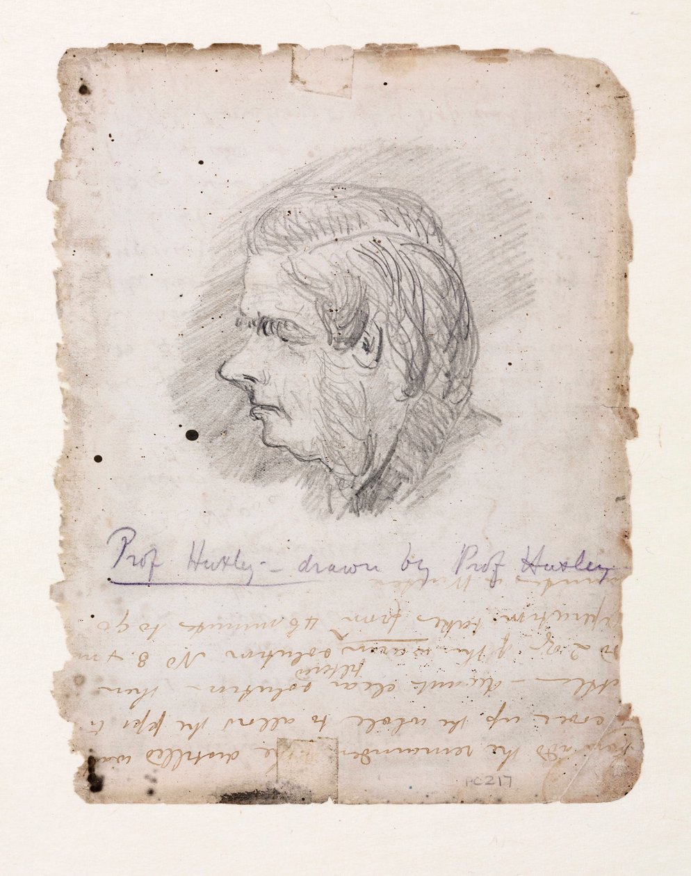 Thomas Henry Huxley, englischer Biologe, Mitte bis Ende des 19. Jahrhunderts von Unbekannt