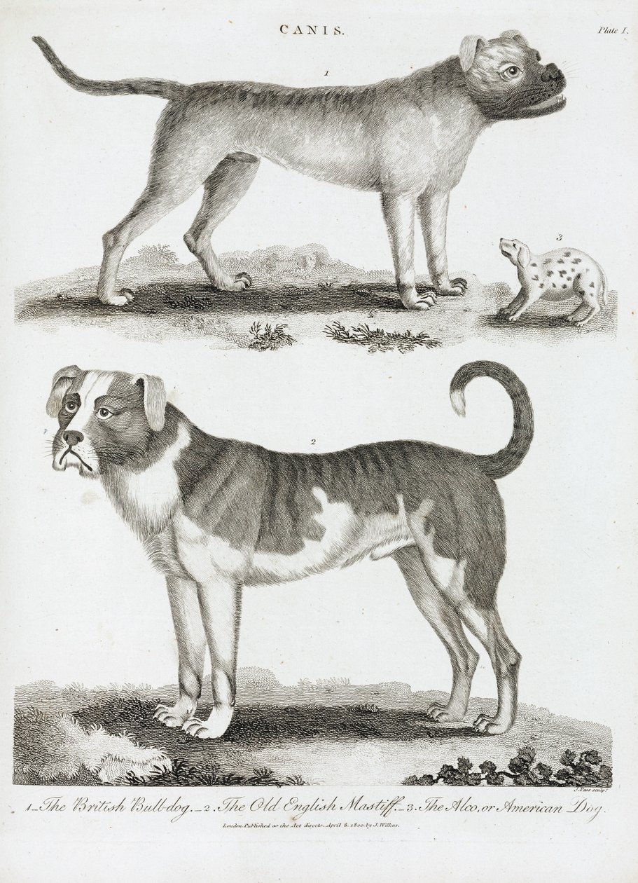 Drei Arten von Hunden von Unbekannt