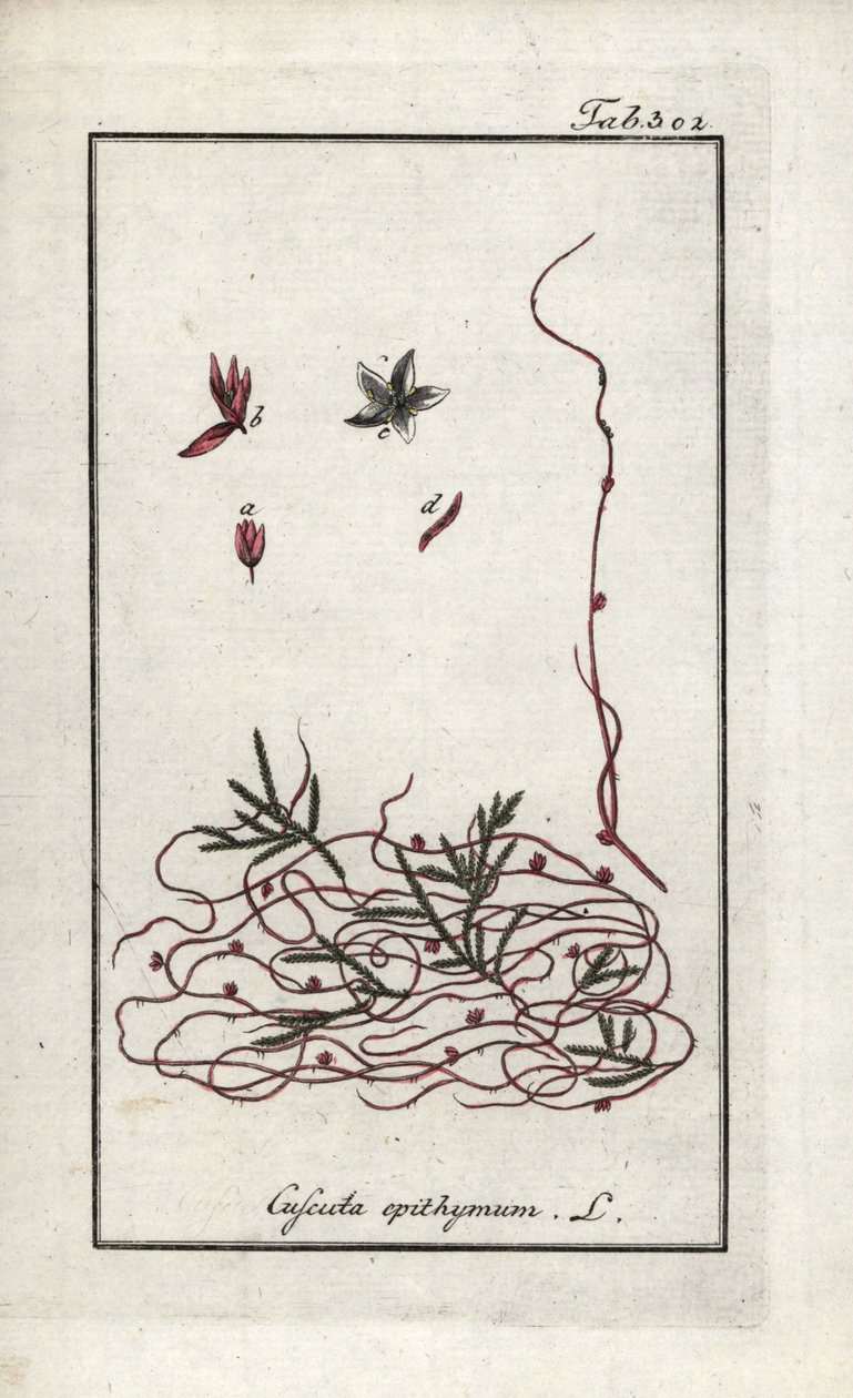 Thymian-Seide oder Kleinblütige Seide (Cuscuta epithymum). Lithographie aus „Afbeelding der Artseny-Gewassen“ von Johannes Zorn (1739-1799), Niederlande von Unbekannter Künstler