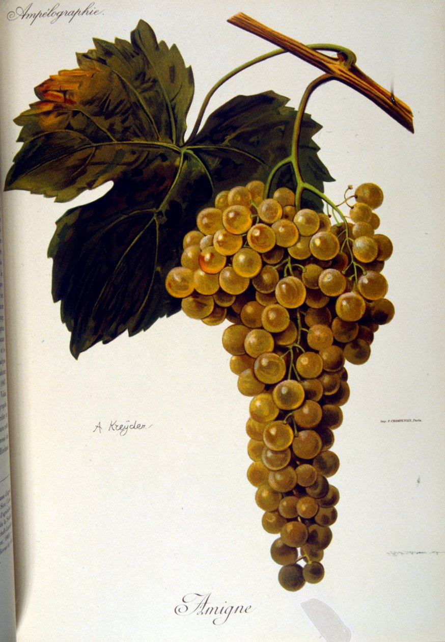 Titelseite eines französischen allgemeinen Traktats über den Weinbau (Anbau von Trauben für Wein) 1905 von Unbekannter Künstler