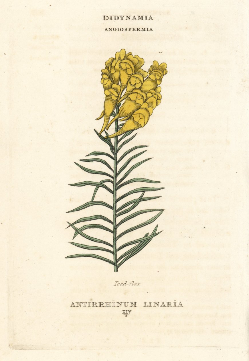 Leinkraut, Linaria vulgaris (Antirrhinum linaria). Handkolorierter Kupferstich nach einer Illustration von Richard Duppa aus seinem Werk 