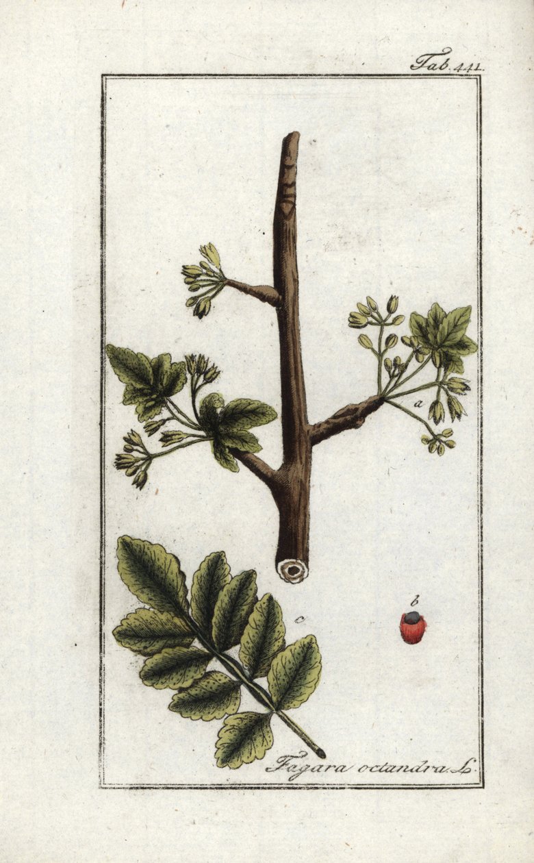 Tomentose (Elaphrium tomentosum). Lithographie aus „Afbeelding der Artseny-Gewassen“ von Johannes Zorn (1739-1799), Niederlande von Unbekannter Künstler