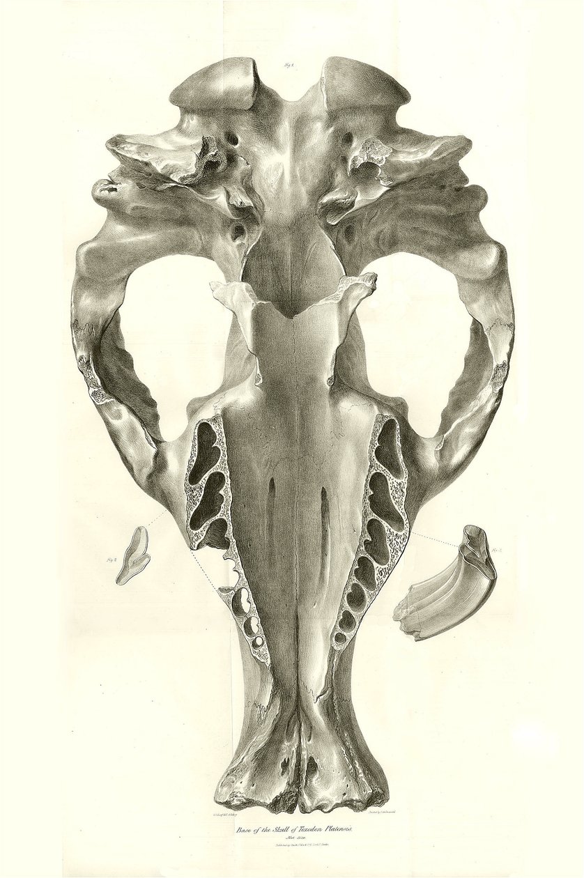 Toxodon-Kranich, ein prähistorisches Tier, das von Charles Darwin in der Nähe von Montevideo, Uruguay, während seiner Erkundungsreise an Bord der Beagle gefunden wurde. Die Zoologie der Reise der H.M.S. Beagle unter dem Kommando von Kapitän Fitzroy in den  von Unbekannter Künstler