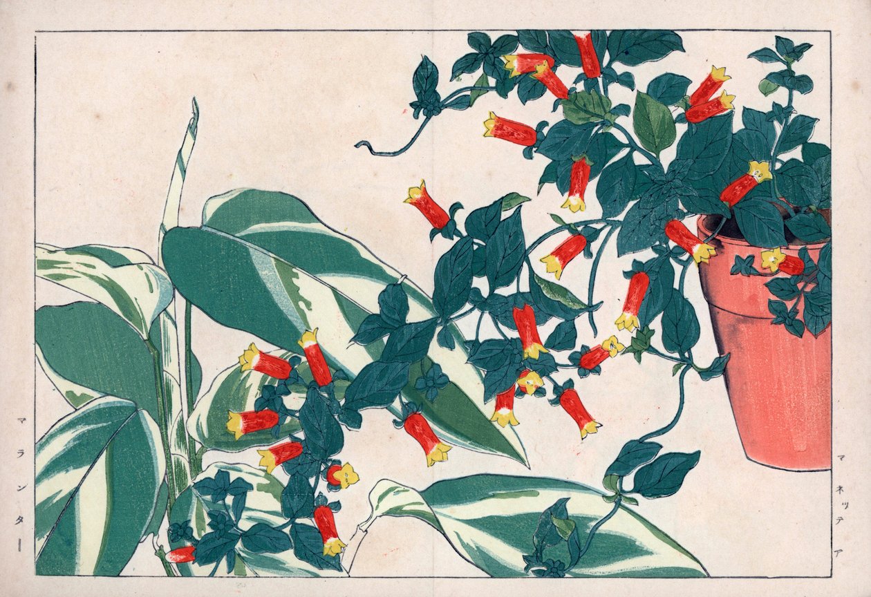 Zweifarbige Manettie im Topf und Dicadame oder Kraut mit Pfeilen. Feuerwerksrebe, Manettia bicolor, in einem Blumentopf und Pfeilwurz, Maranta arundinacea. Handkolorierter Holzschnitt aus Konan Tanigamis „Seiyou Sokazufu“ (Bildalbum westlicher Pflanzen) von Unbekannter Künstler