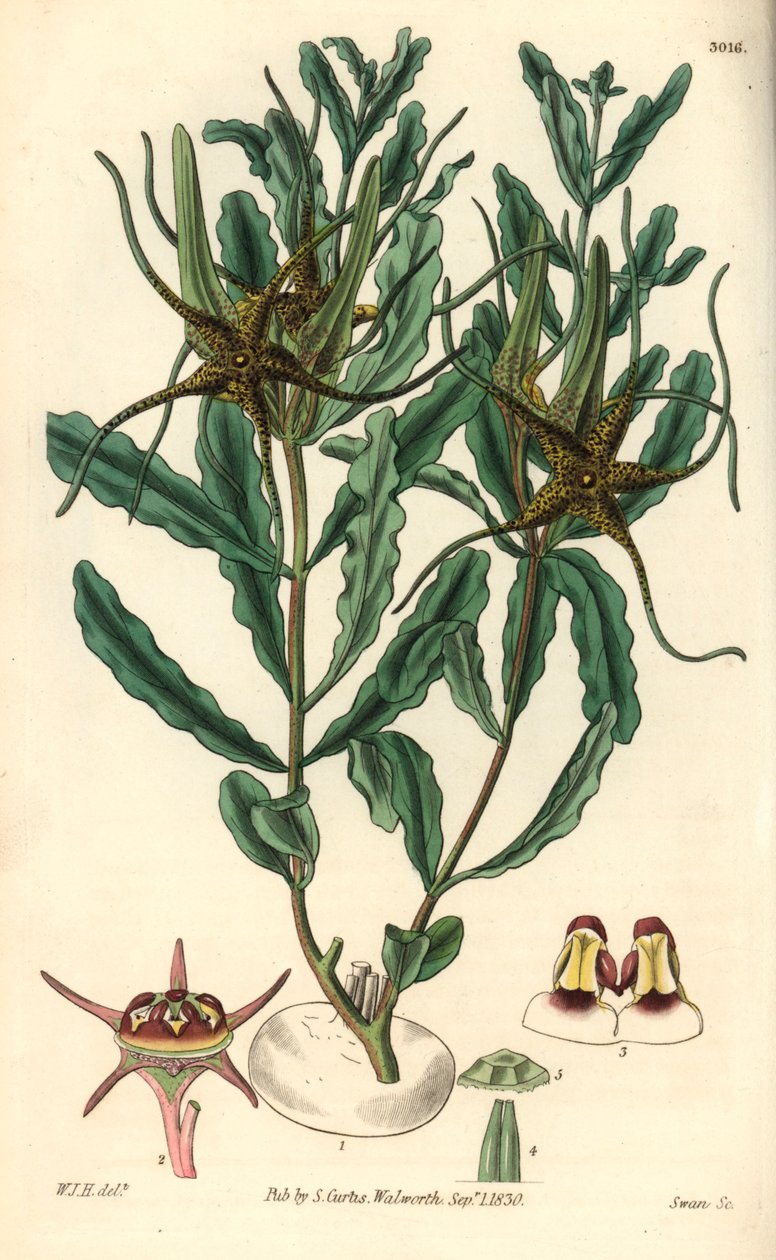 Variete von Brachystelma (Brachystelma crispum) - Illustration von William Jackson Hooper (1785-1865), Stich von Swan, für das botanische Magazin von William Curtis von Unbekannter Künstler