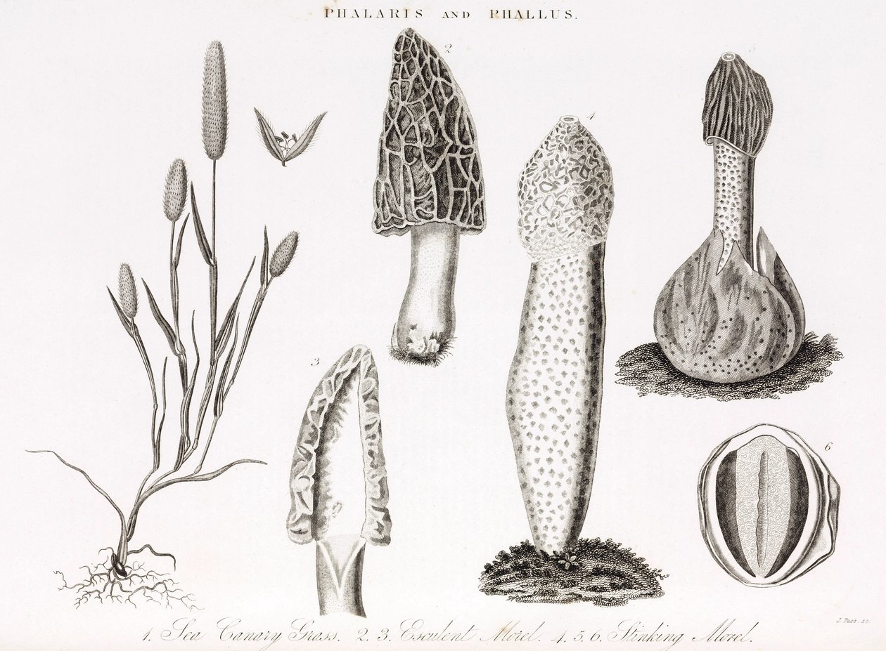 Verschiedene Gräser Phalaris aquatica und Morchelpilze von Unbekannt