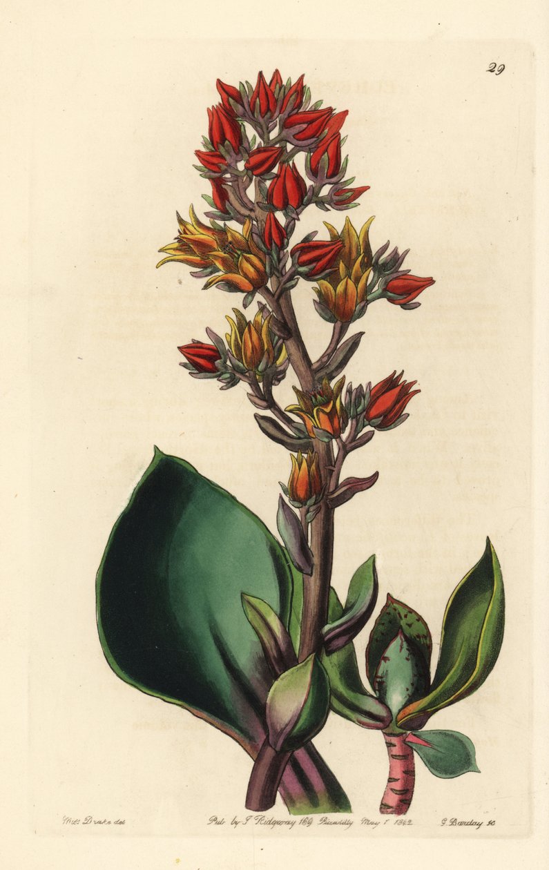 Varietät der Echeveria (Sukkulentenpflanze aus Amerika) - Spitzblättrige Echeveria, Echeveria acutifolia. Handkolorierte Kupferstichgravur von George Barclay nach einer Illustration von Miss Sarah Drake aus Edwards