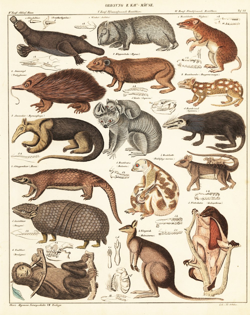 Verschiedene Beuteltiere (Lithografie) von Unbekannter Künstler