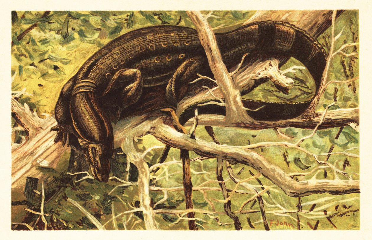 Wasserwaran, Varanus salvator. 1908 (Lithografie) von Unbekannter Künstler