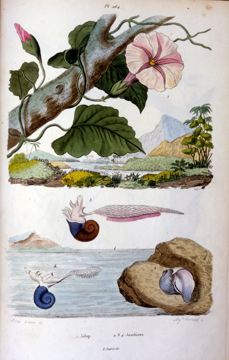 Wasserschnecke; Botanische und zoologische Illustration von F. E. Guérin. Aus Dictionnaire pittoresque d