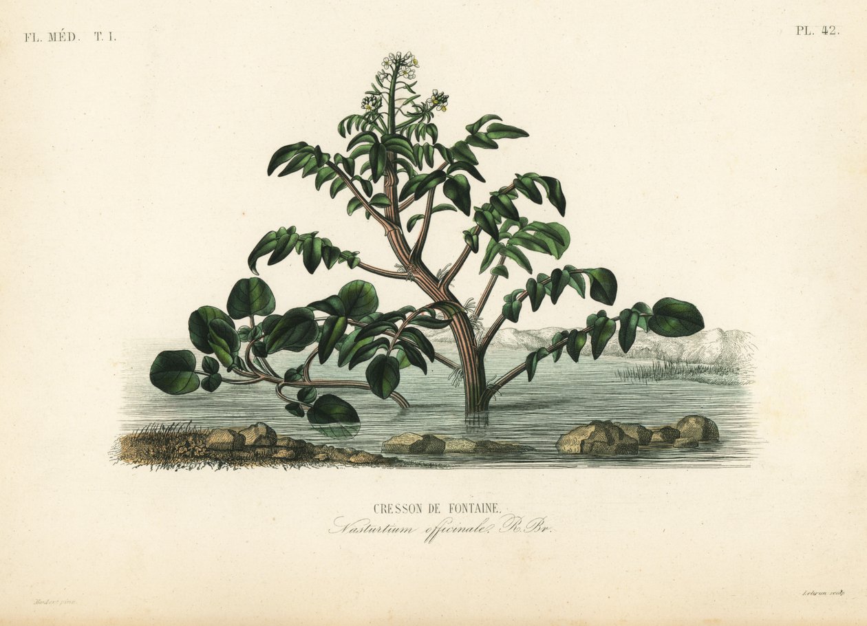 Brunnenkresse, Nasturtium officinale von Unbekannt