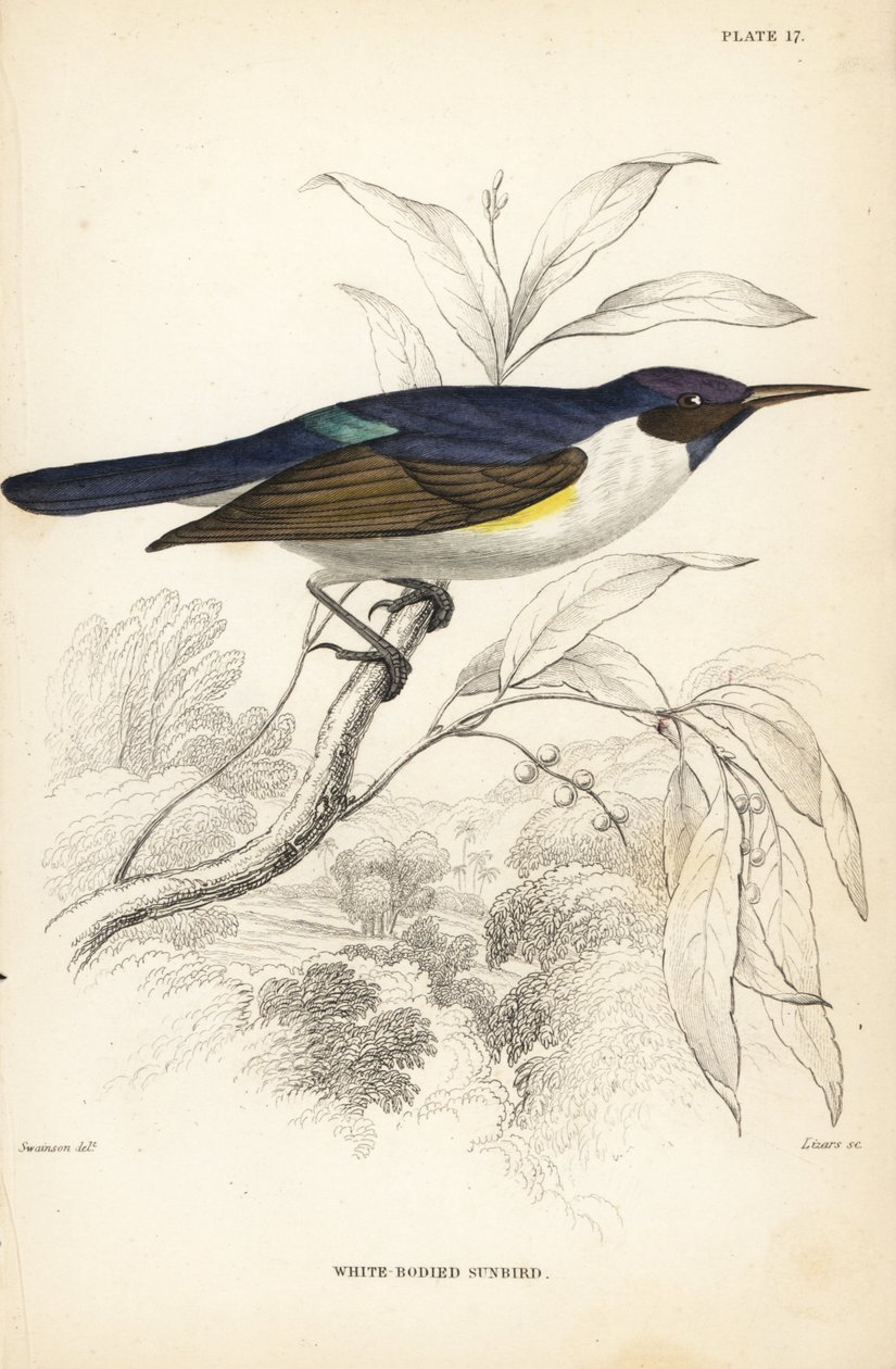 Westlicher Purpur-Rückensonnenvogel, Anthreptes longuemarei (Weißbauch-Sonnenvogel, Anthreptes leucosoma). Handkolorierter Stahlstich von William Lizars nach William Swainson aus Sir William Jardine
