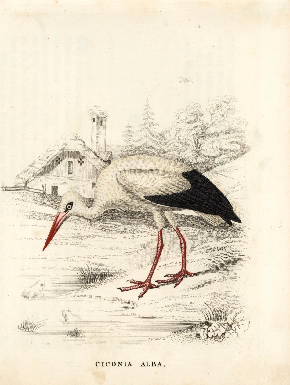 Weißstorch, Ciconia ciconia (Ciconia alba). Handkolorierte Stahlgravur aus Georg Friedrich Treitschkes Galerie der Naturgeschichte, Naturhistorischer Bildersaal des Tierreiches, Leipzig von Unbekannter Künstler