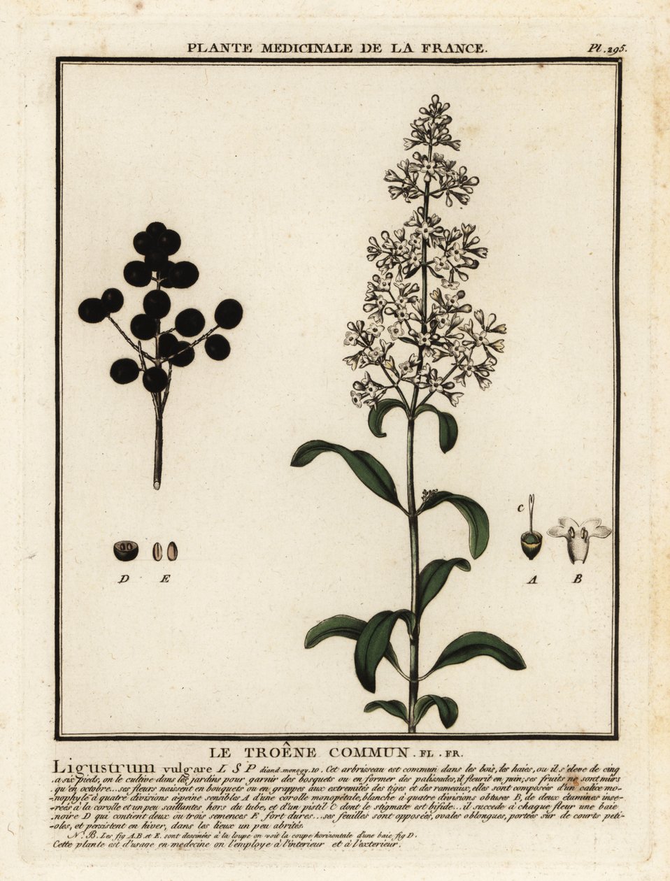 Gewöhnlicher Liguster, Ligustrum vulgare von Unbekannter Künstler