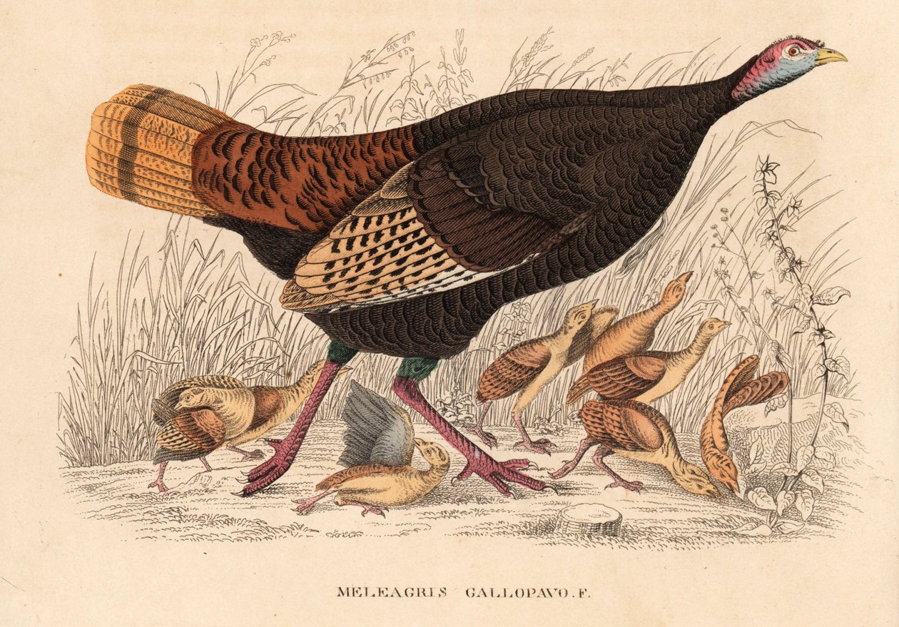 Wilder Truthahn, Meleagris gallopavo, Henne mit Küken. Handkolorierte Lithographie aus Georg Friedrich Treitschkes Galerie der Naturgeschichte, Naturhistorischer Bildersaal des Tierreiches, Leipzig von Unbekannter Künstler