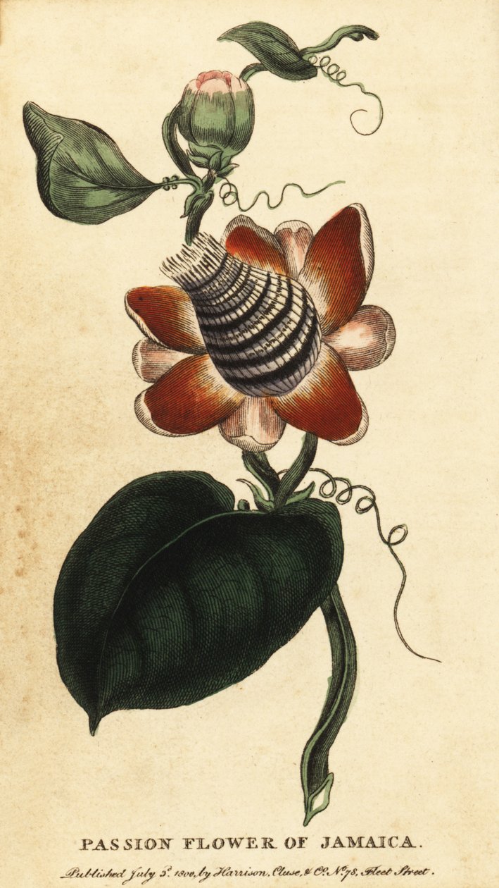 Geflügelte Passionsblume, Passiflora elata (Kupferstich) von Unbekannter Künstler
