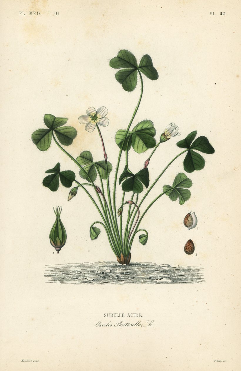 Waldsauerklee, Oxalis acetosella von Unbekannt