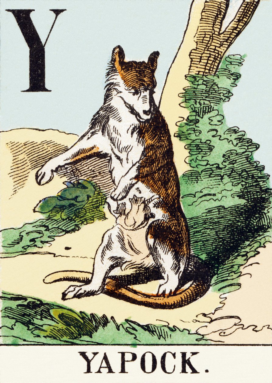 Y : Yapock - Das Jagdalphabet, ca. 1890 (Gravur) von Unbekannt