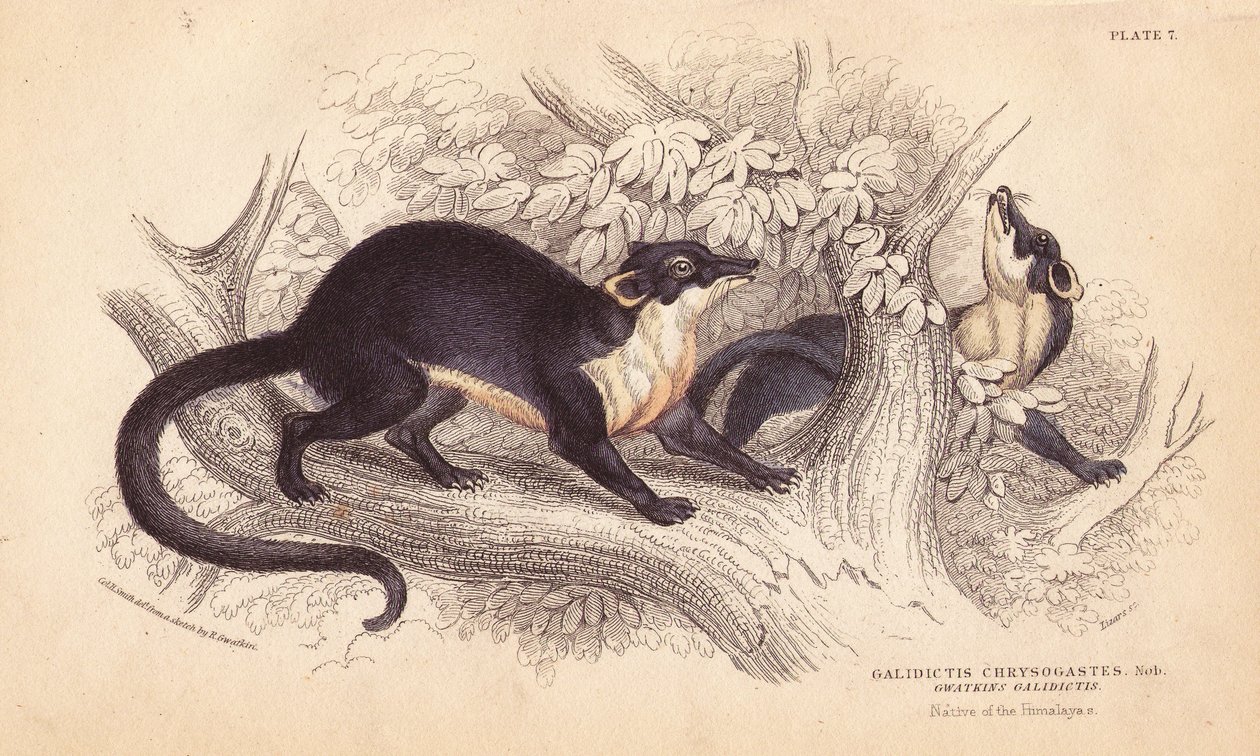 Gelbkehl-Marder, Martes flavigula (Galidictis chrysogastes). Handkolorierter Stahlstich von Lizars nach einer Illustration von Charles Hamilton Smith aus einer Skizze von R. G. Watkin aus William Jardine