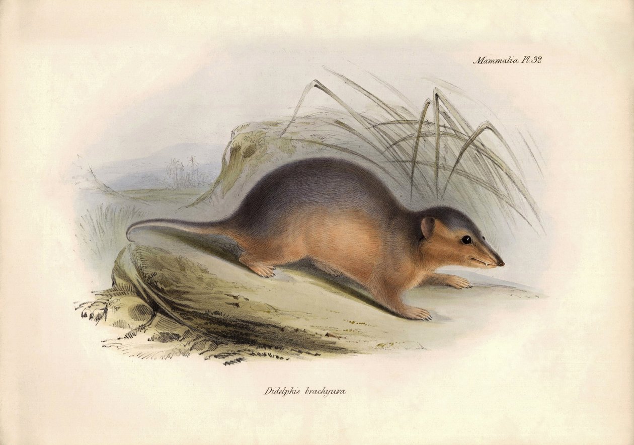 Zoologie: Der „Didelphis brachiura“ der Opossum-Familie, beschrieben von Charles Darwin während seiner Forschungsreise an Bord der Beagle. Tafel aus „The Zoology of the voyage of H.M.S. Beagle under the command of Captain Fitzroy during the years 1832 to 1 von Unbekannter Künstler