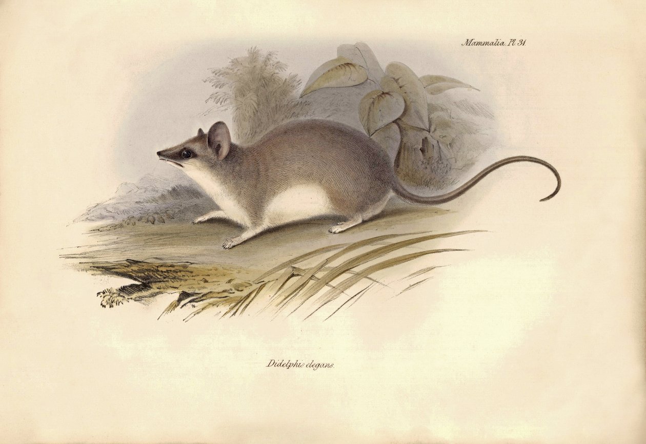 Zoologie: Die „Didelphis elegans“ der Opossum-Familie beschrieben von Charles Darwin während seiner Erkundungsreise an Bord der Beagle. Tafel aus „The Zoology of the voyage of H.M.S. Beagle under the command of Captain Fitzroy during the years 1832 to 1836 von Unbekannter Künstler