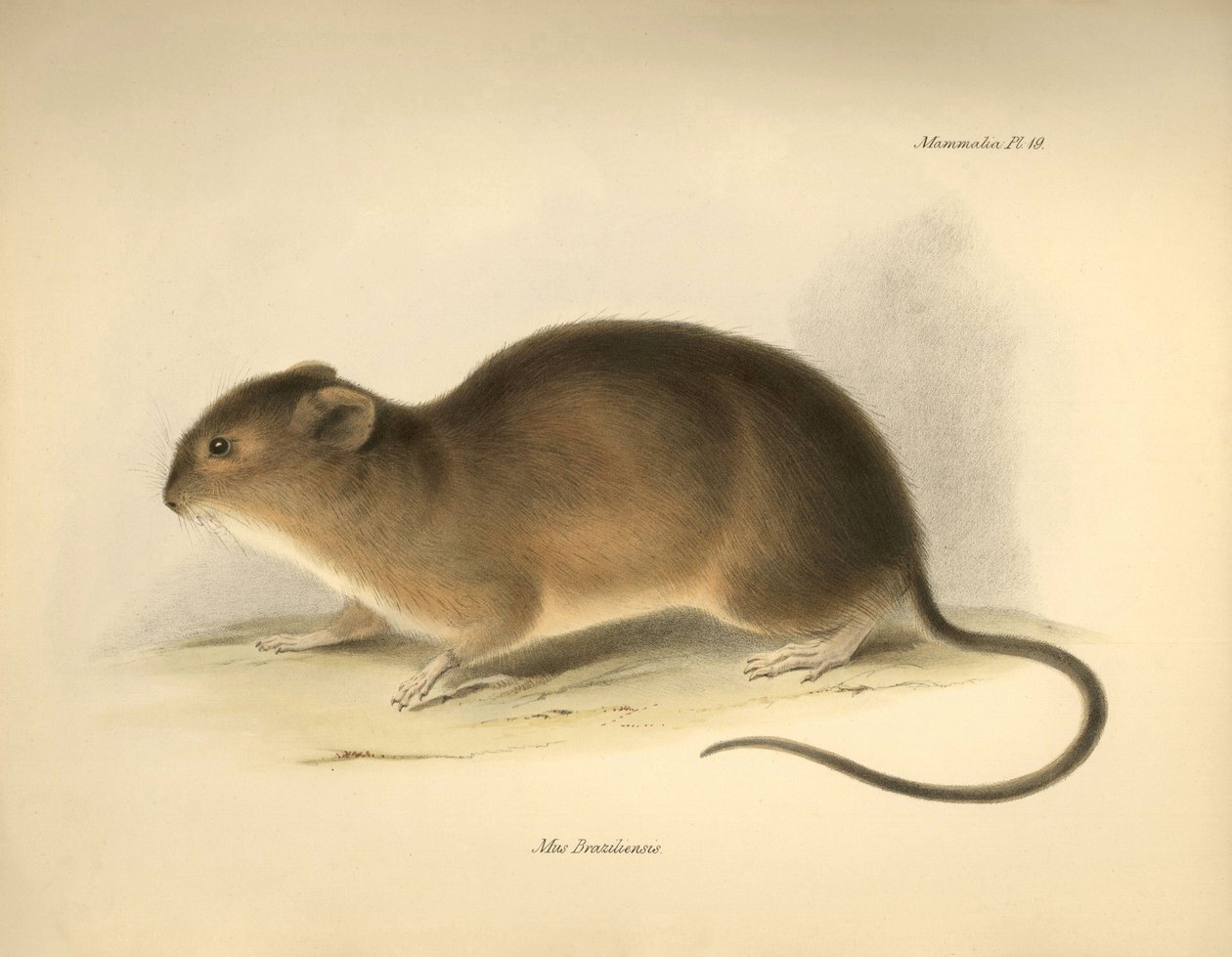 Zoologie: Die „Mus braziliensis“ oder Maus aus Brasilien beschrieben von Charles Darwin während seiner Forschungsreise an Bord der Beagle. Platte aus „The Zoology of the voyage of H.M.S. Beagle under the command of Captain Fitzroy during the years 1832 to  von Unbekannter Künstler