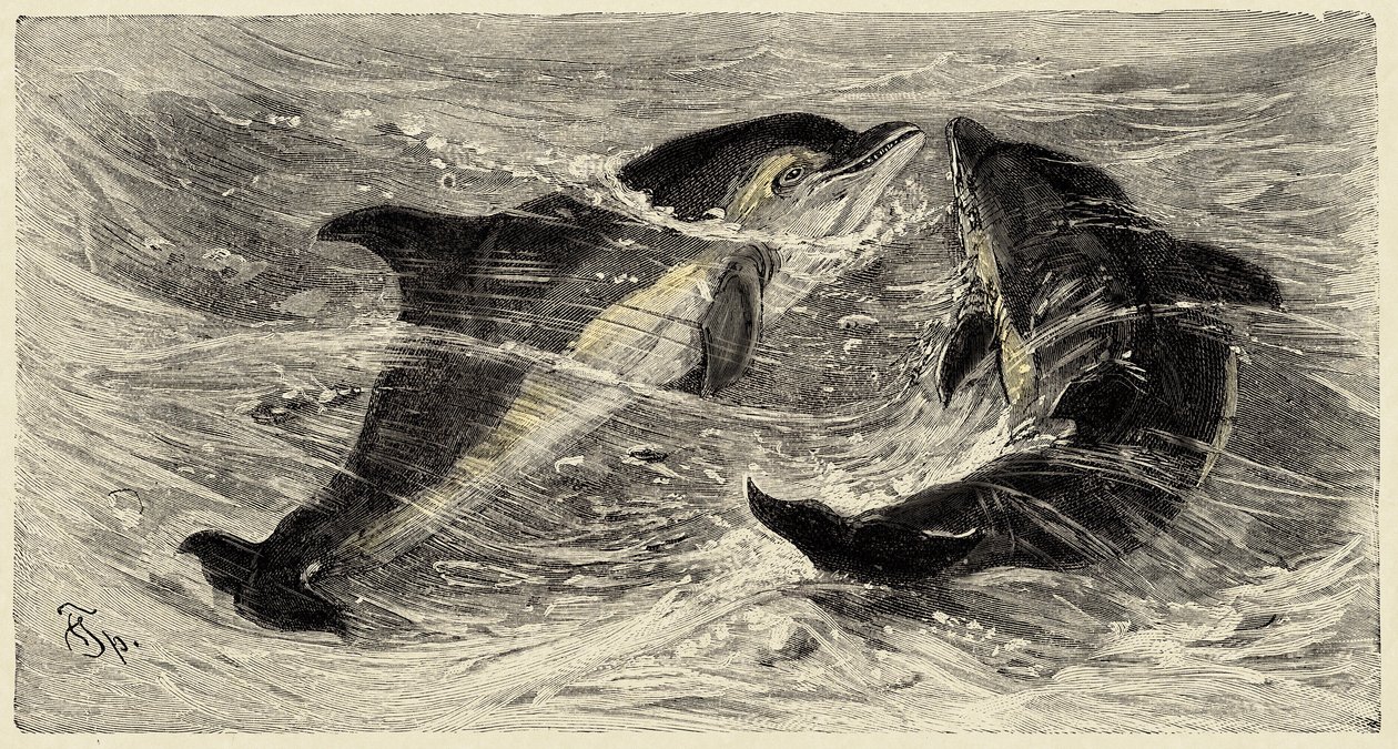 Zoologie: Delfine (delphinus delphis) beschrieben und illustriert von Carlo Vogt und Federico Specht in „Natural history illustree: mammals“ 1884 von Unbekannter Künstler