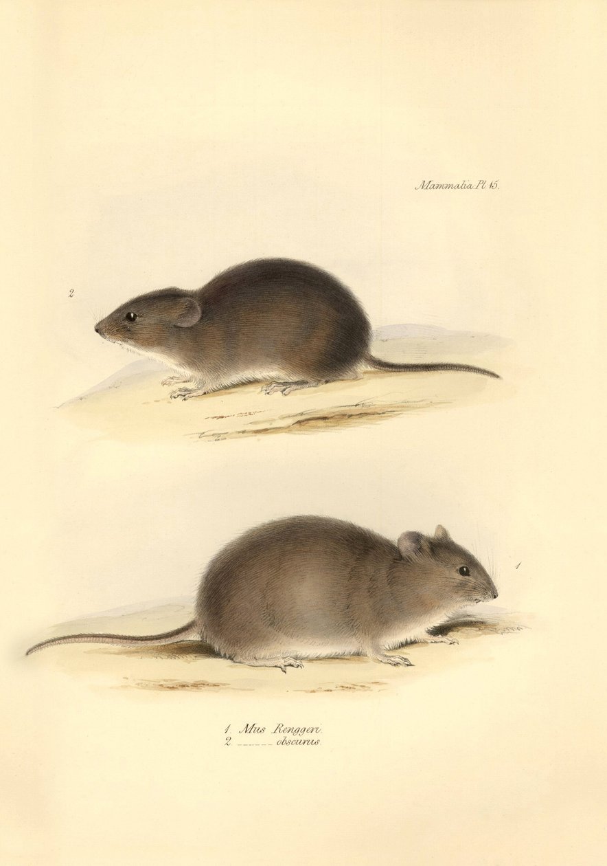 Zoologie: Die „Mus Renggeri“ und die „Mus obscurus“ (Ratten) beschrieben von Charles Darwin während seiner Erkundungsreise an Bord der Beagle. Tafel aus „The Zoology of the voyage of H.M.S. Beagle under the command of Captain Fitzroy during the years 1832  von Unbekannter Künstler