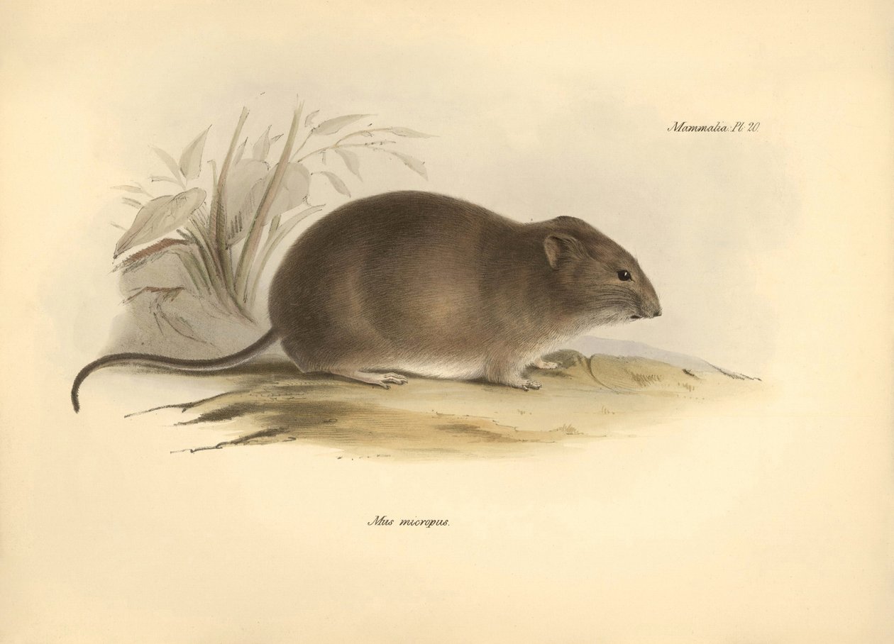 Zoologie: die „Mus micropus“ oder Großohrmaus, beschrieben von Charles Darwin während seiner Erkundungsreise an Bord der Beagle. Tafel aus „The Zoology of the voyage of H.M.S. Beagle under the command of Captain Fitzroy during the years 1832 to 1836“ von Unbekannter Künstler