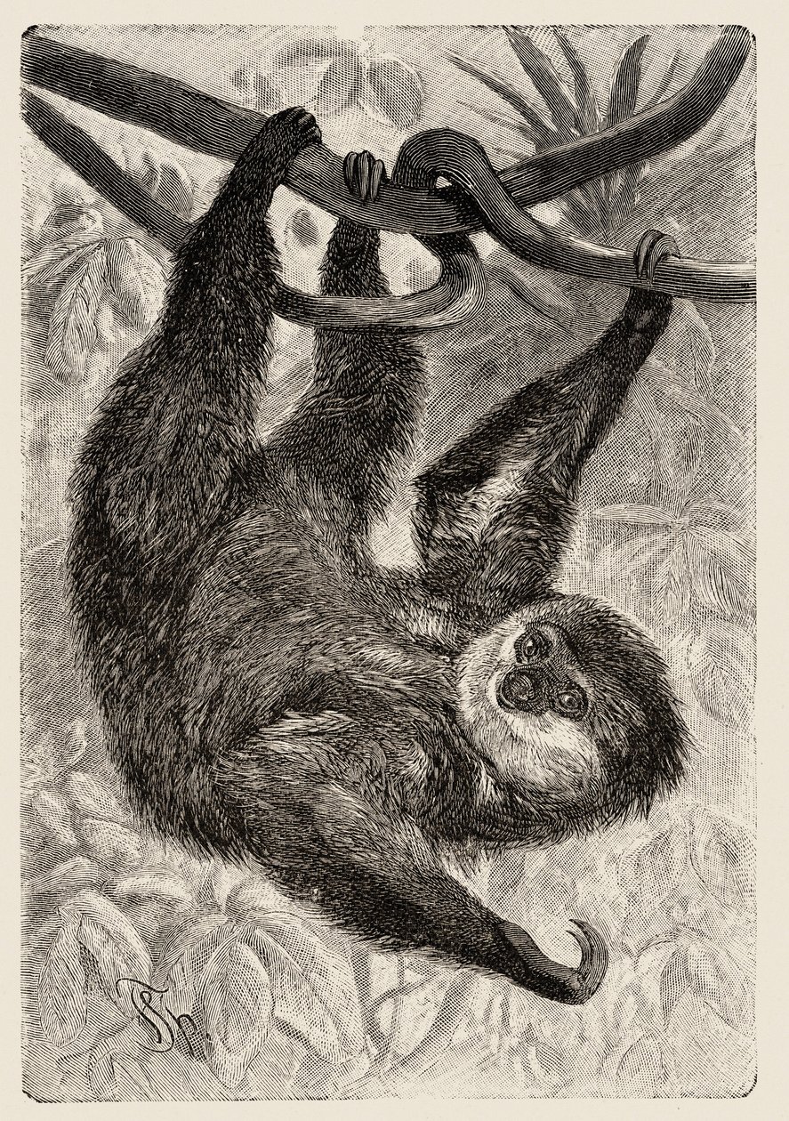 Zoologie: Unau oder Faultier beschrieben und illustriert von Carlo Vogt und Federico Specht in „Illustrierte Naturgeschichte: Säugetiere“ 1884 von Unbekannter Künstler