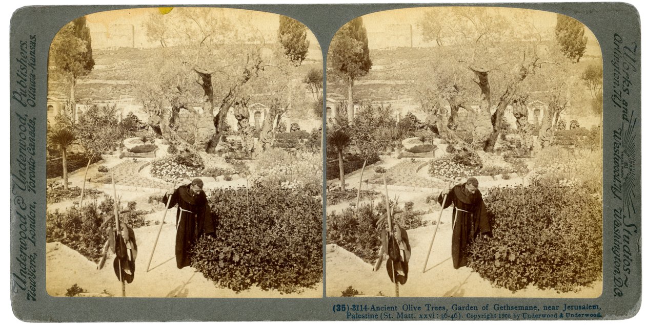 Alte Olivenbäume im Garten Gethsemane, nahe Jerusalem, Palästina, 1905 von Underwood and Underwood