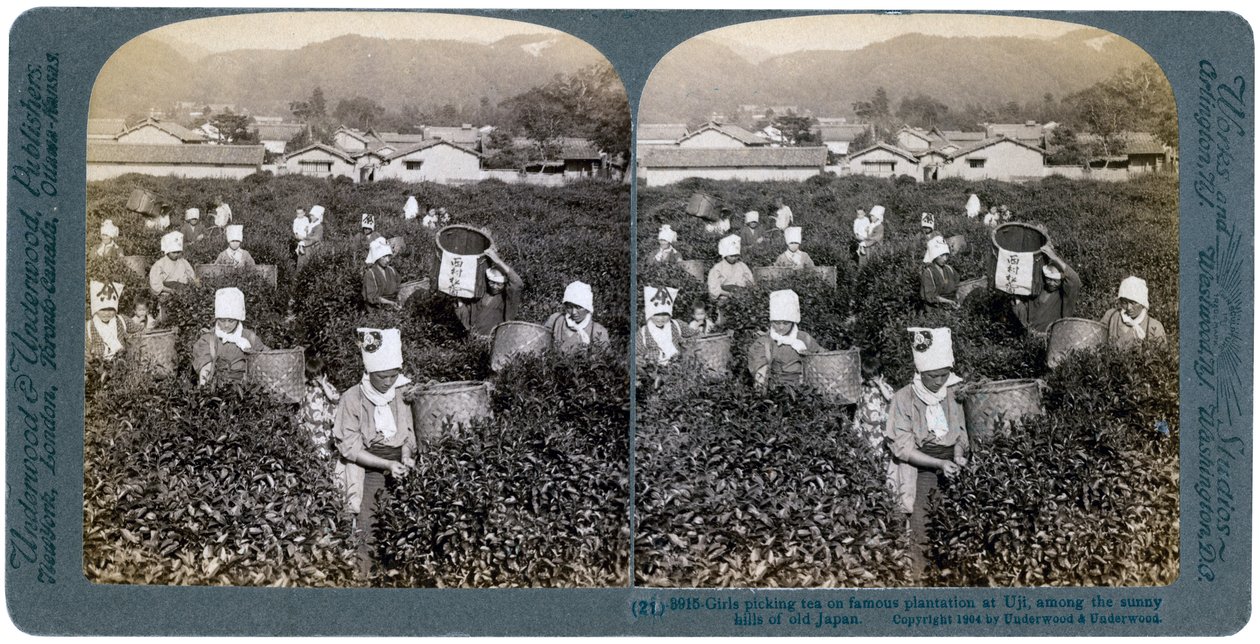 Mädchen pflücken Tee auf der berühmten Plantage in Uji, Japan, 1904 von Underwood and Underwood