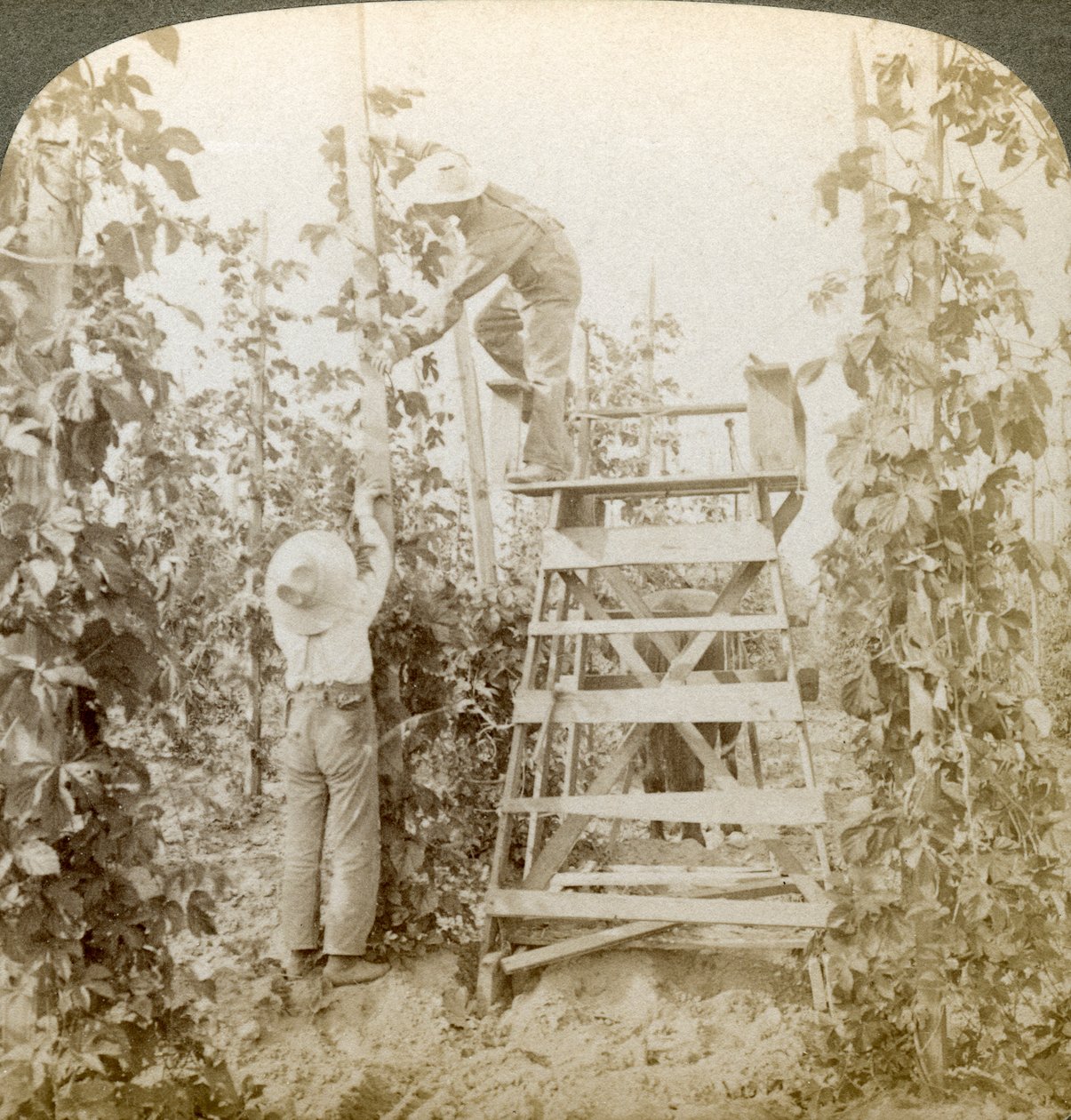 Im reichen Hopfenanbaugebiet, Training der Reben, White River Valley, Washington, USA von Underwood and Underwood