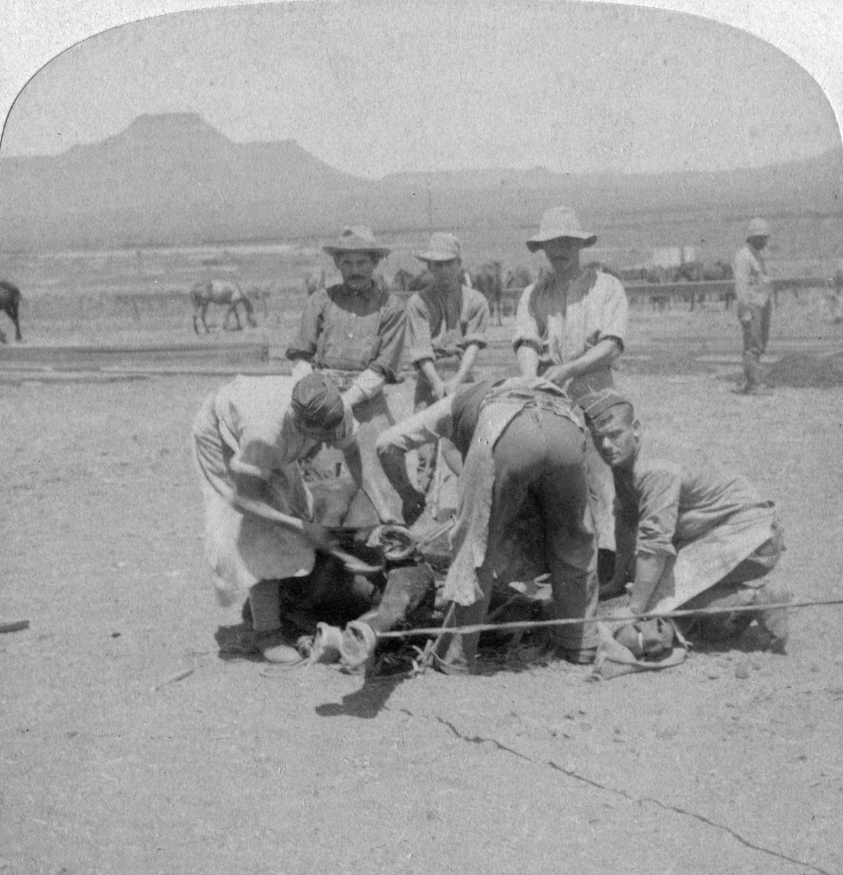 Hufeisen von Pferden in Naauwpoort, Südafrika, Burenkrieg, 1900 von Underwood and Underwood