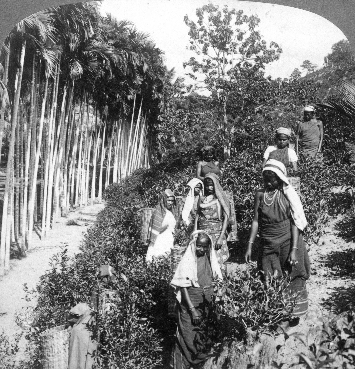 Tamilische Frauen pflücken Tee auf dem Anwesen von Sir Thomas Lipton, Polgahawela, Sri Lanka von Underwood and Underwood