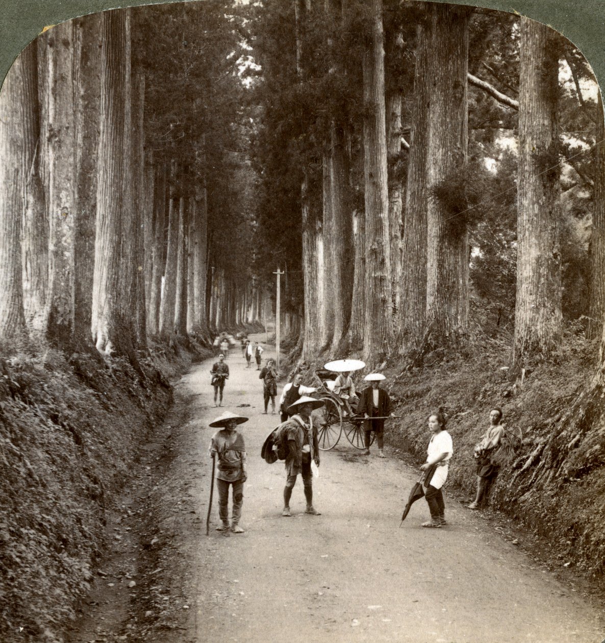Die Haine waren die ersten Tempel der Götter, Allee der edlen Kryptomerien in Nikko, Japan, 1904 von Underwood and Underwood