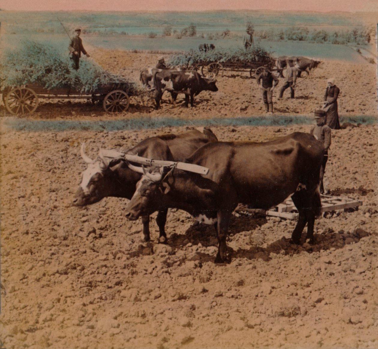 Sparsame Landbewohner mit ihrem Vieh bei der Arbeit auf einem Bauernhof in der Nähe von Jönköping, Schweden, 1905 von Underwood and Underwood