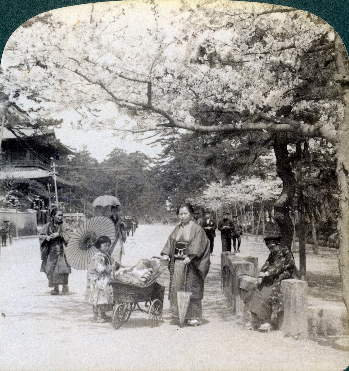 Unter den Kirschblüten, Blick nach Nordosten entlang der Hauptallee des Shiba-Parks, Tokio, Japan, 1904 von Underwood and Underwood