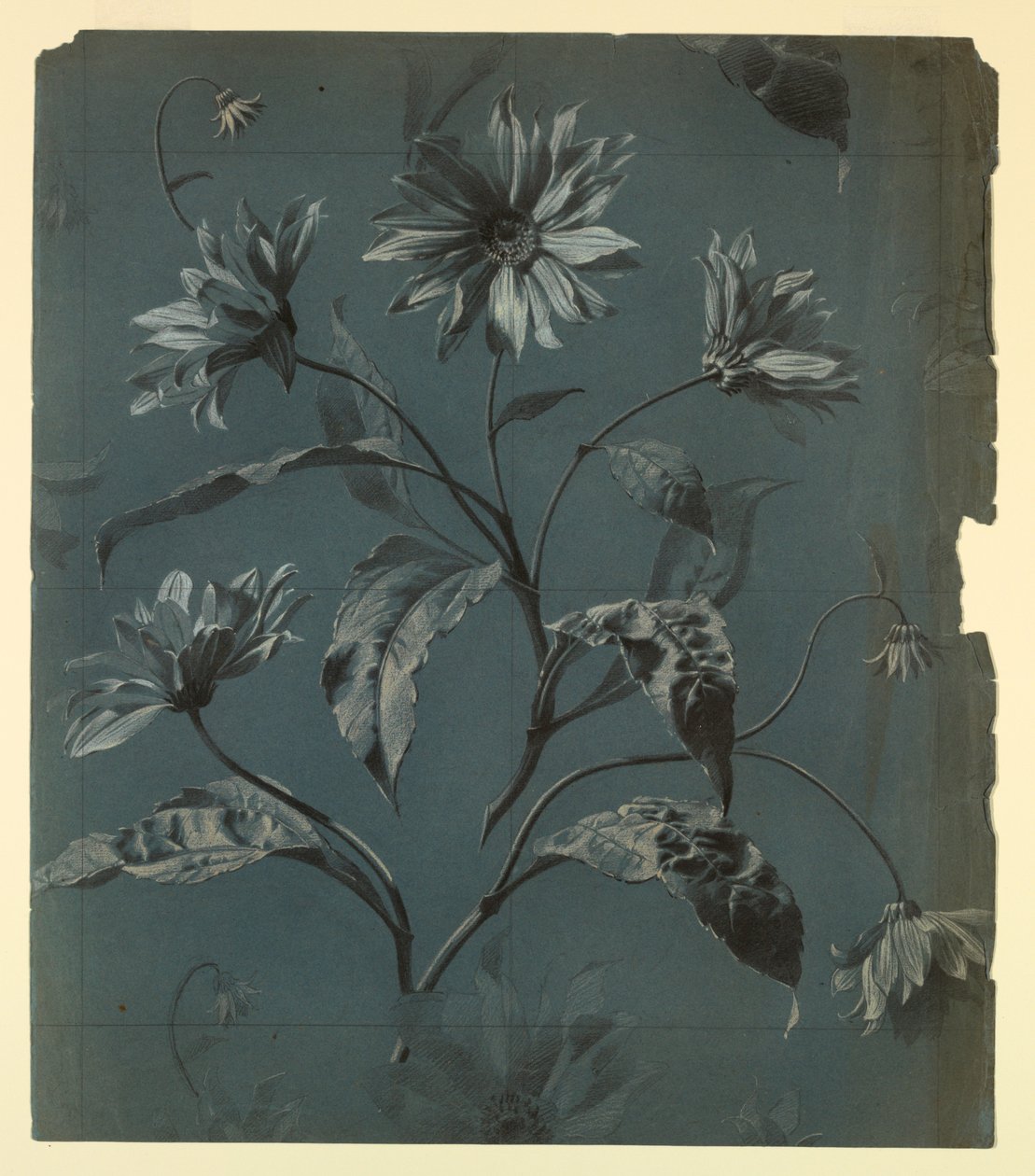 Entwurf für Tapete oder Textil mit Gänseblümchen-Muster von Unknown