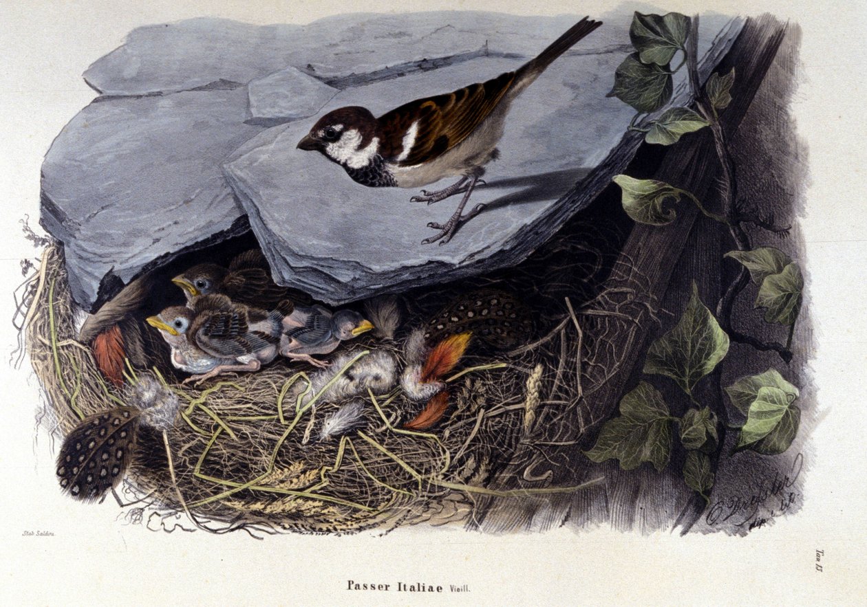 Tafel mit einem Spatz in der Nähe seines Nestes von Unknown artist